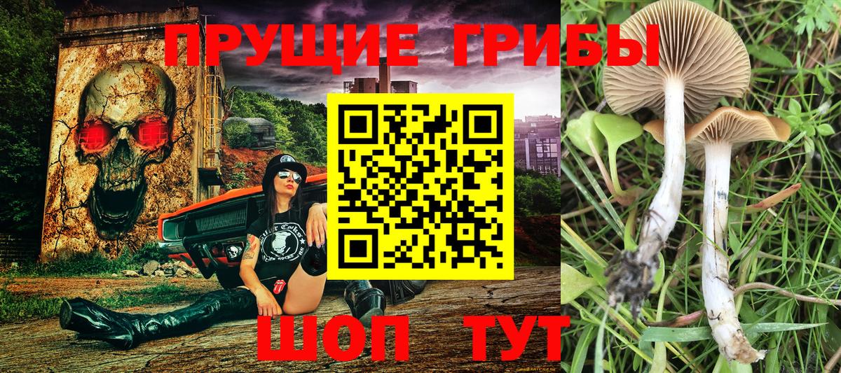 Псилоцибиновые грибы Psilocybe Брянск
